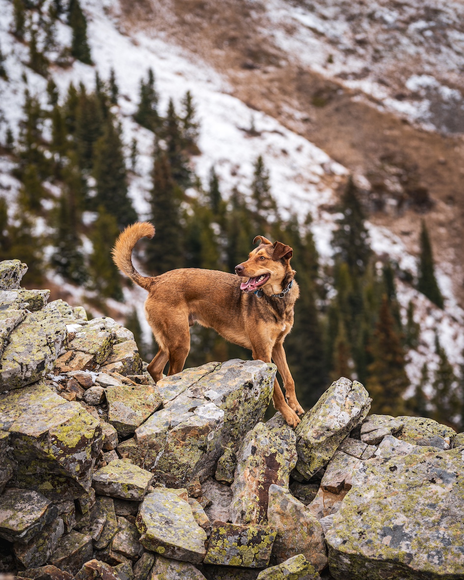 Airdrie's star Pixel the dog shines in fundraising calendar
